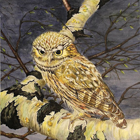 Georgi Kostadinov gekos